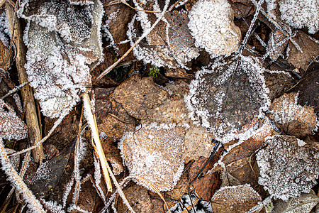 棕色落叶在秋末或冬季初时涂满了橡皮霜植物霜花天气季节白色水晶宏观图片