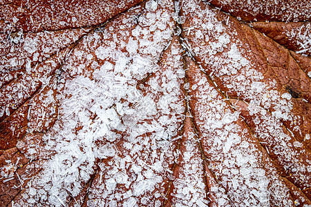 棕色落叶在秋末或冬季初时涂满了橡皮霜水晶天气霜花植物季节白色宏观背景图片