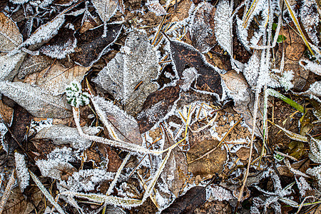 棕色落叶在秋末或冬季初时涂满了橡皮霜天气植物霜花宏观叶子水晶白色去角化绿色季节背景图片
