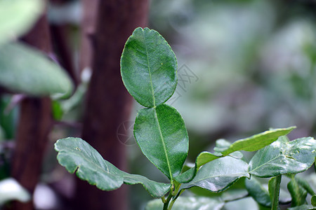 佛手柑叶 卡菲尔青柠叶橙子药品厨房木头木板树叶营养植物热带水果图片