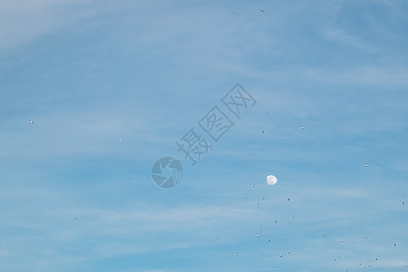天空中有白云和月亮的海鸥图片