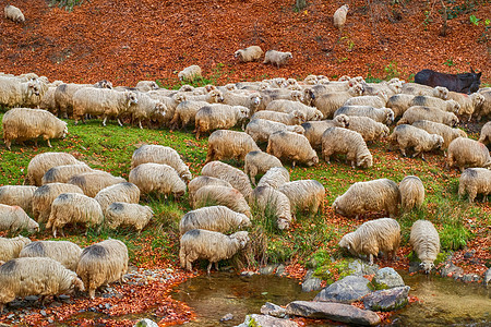 在河附近放牧的绵羊岩石农场植被眼睛耳朵溪流山毛榉森林羊圈荒野图片