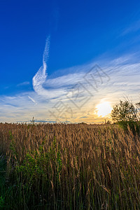美丽的日落的景象和草地橙子阳光墙纸沼泽地平线黄色太阳风景季节天空图片