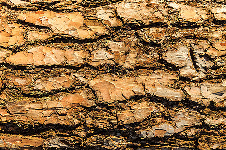 松树皮纹木头植物植物群阴影森林树干材料棕色宏观阳光图片