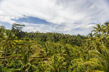 印度尼西亚乌布德附近的Jatiluwih附近 巴厘岛的绿色绿色连锁绿稻田爬坡农业谷物收成全景地标太阳阳台生态梯田图片
