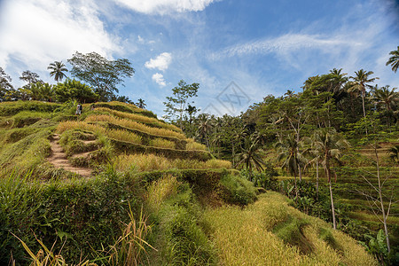 印度尼西亚乌布德附近的Jatiluwih附近 巴厘岛的绿色绿色连锁绿稻田收成梯田风景文化太阳种植园场地爬坡生态农业图片