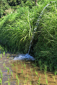 来自印度稻田农庄灌溉管道的水流水量机器生长场景液体谷物农田水管工程溪流农村图片