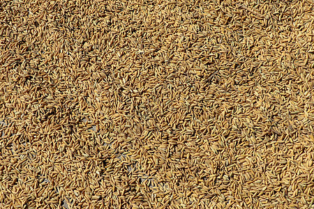 特写稻田 稻田米没有壳子外溢主食院子谷物农田生长经济农村农民培育食物图片