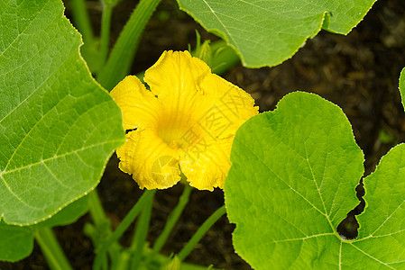 花园后院的南瓜花 种植有机南瓜图片