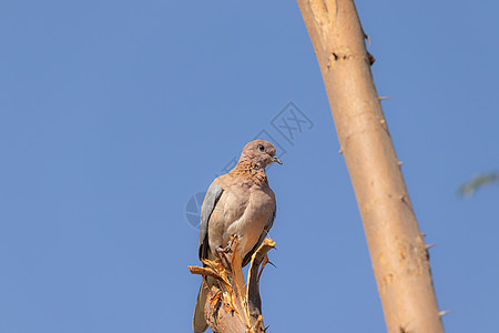 一只鸽子坐在梅树上图片