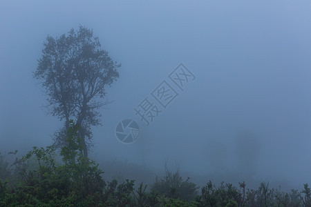 森林中的雾天气薄雾树木地球阴影丛林公园农村地面季节图片