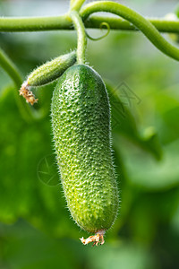天然的绿色有机黄瓜生长在花园床上 在阳光明媚的天气下收获之前 夏季和新鲜健康的生态蔬菜在农庄温室里种植图片