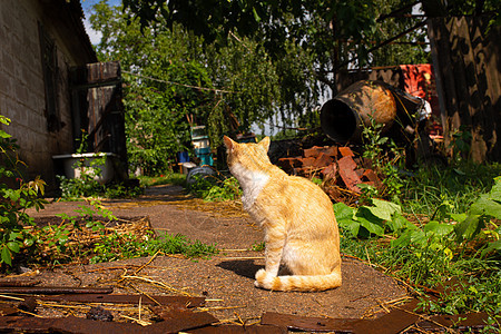 红猫在村里房子的院子里 红猫在夏季户外散步毛皮花园街道荒野生活猫咪宠物虎斑动物眼睛图片