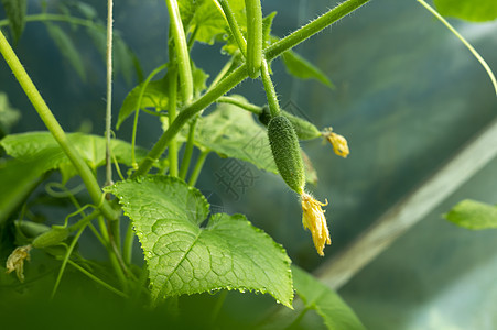 年轻黄瓜的花朵季节农场生长营养花园温室农业蔬菜收成食物图片