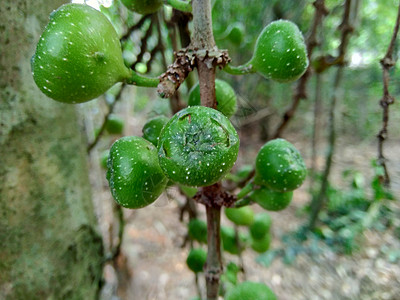具有自然背景的又名Luwinkinan Ara Berbulu madao plong dummor peyatti水果药品植物图片