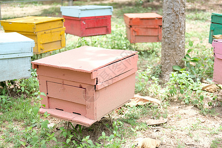 蜜蜂蜂箱 蜜蜂屋昆虫盒子住房乡村漏洞农场养蜂人房子养蜂业蜂巢图片