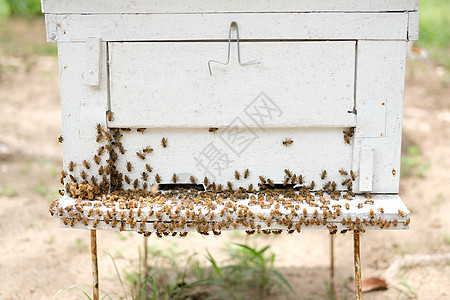 蜜蜂蜂箱 蜜蜂屋盒子住房蜂巢漏洞环境蜂窝房子木头养蜂人养蜂业图片