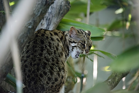 被囚禁的豹猫白色捕食者信托猫科动物蛲虫荒野眼睛野生动物条纹森林图片