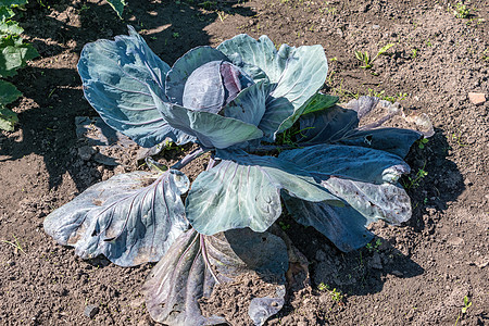种植于地面的红色菜菜叶绿色叶子收成农场食物饮食蔬菜植物生长花园图片