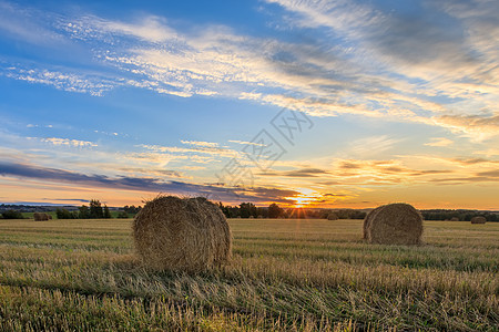 秋天的秋季赛季上场打猎草地植物食物粮食稻草饲料收获地平线收成小麦图片