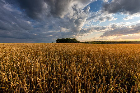 夏日阳光明媚 天空多云 田野里有青春的金麦或黑麦植物晴天农业栅栏天气粮食草地收成场景太阳图片