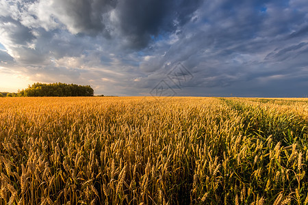 夏日阳光明媚 天空多云 田野里有青春的金麦或黑麦草地地平线太阳植物橙子农业国家生长农田农场图片