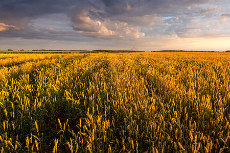 夏日阳光明媚 天空多云 田野里有青春的金麦或黑麦食物晴天国家季节太阳谷物粮食场景收成草地图片