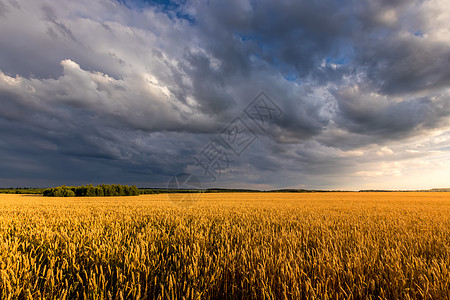 夏日阳光明媚 天空多云 田野里有青春的金麦或黑麦场景谷物收成农场植物场地太阳天气农田草地图片