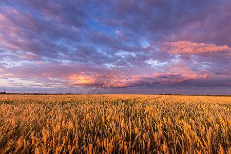 田野上闪耀着年轻的黄金小麦或满天云彩的黑麦紫色国家粮食种子地平线农田栅栏生长谷物农场图片