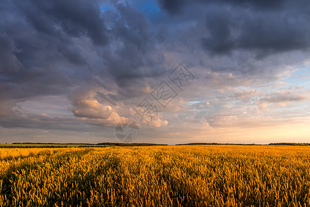夏日阳光明媚 天空多云 田野里有青春的金麦或黑麦种子粮食季节国家收成谷物食物太阳农场地平线图片