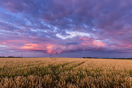 田野上闪耀着年轻的黄金小麦或满天云彩的黑麦橙子天空生长季节草地紫色农业收成农田地平线图片