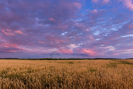 田野上闪耀着年轻的黄金小麦或满天云彩的黑麦生长国家栅栏季节草地收成农田种子场景谷物图片