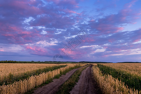 田野上闪耀着年轻的黄金小麦或满天云彩的黑麦地平线谷物紫色农田草地生长场景植物农场农业图片