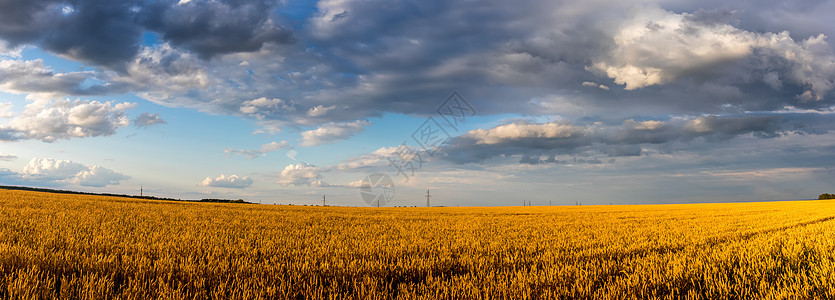 夏日阳光明媚 天空多云 田野里有青春的金麦或黑麦种子草地农田收成晴天太阳粮食地平线橙子农业图片