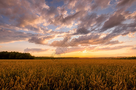 日落在田野上 有年轻的黄金小麦或满天云彩的黑麦橙子场地栅栏季节农业太阳农田阳光食物场景图片