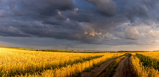 夏日阳光明媚 天空多云 田野里有青春的金麦或黑麦粮食食物晴天橙子场景天气农业草地农田太阳图片