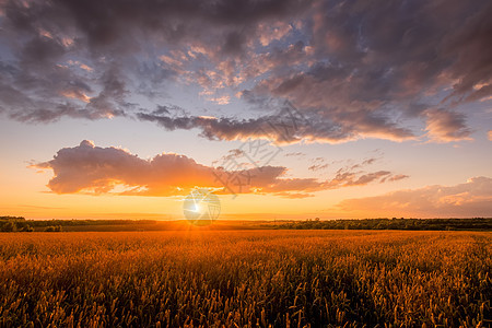 日落在田野上 有年轻的黄金小麦或满天云彩的黑麦草地粮食场地季节收成国家晴天天空太阳地平线图片
