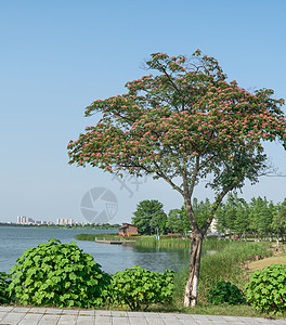 湖边的小屋 在阳光明媚的一天环境蓝色游客乡村公园房子花园植物旅行池塘图片