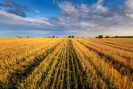 在秋天的秋天 满天云彩的季节 在田地上打猎小麦农场农村粮食蓝色场地稻草食物农业收成图片
