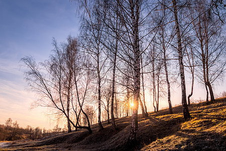 秋末或早春阳光明媚的一天 博尔奇树和金色草地上布满了豪冻霜气候植物天空树木森林日落橙子木头风景冰镇图片