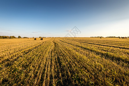 秋天有云端的天空 在田地上撒黑蓝色食物农场粮食地平线收获圆圈风景稻草土地图片