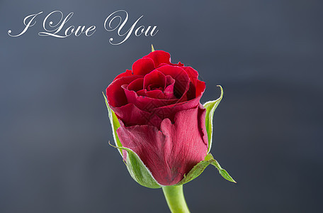 红玫瑰 我爱你热情玫瑰美丽黑色花瓣红色图片