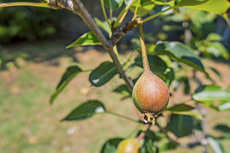 天然梨树和果实叶子园艺生物植物树叶收成花园营养艺术果园图片