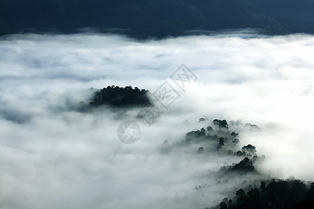 雾笼罩了森林天气天空情绪旅行爬坡道松树木头阴霾场景风景图片