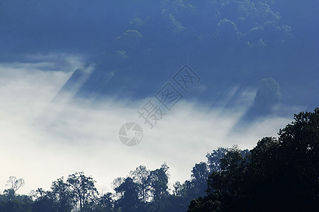 雾笼罩了森林旅行松树风景爬坡道阴霾阴影木头岩石天气愁云图片