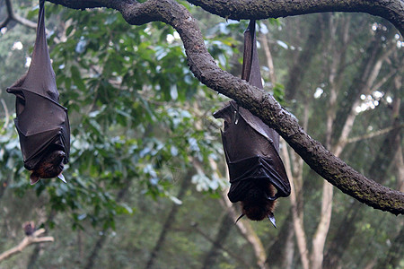 新加坡曼代湖新加坡动物园蝙蝠俱乐部图片