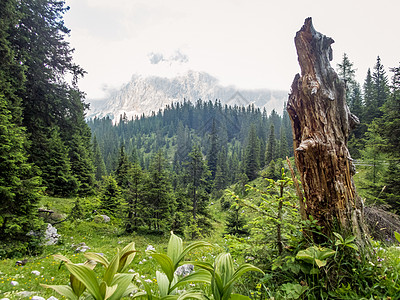 Ehrwald附近位于的Hike高山缆车季节外表长椅蓝色森林草地假期地块图片