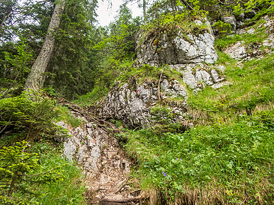 森林雨Ehrwald附近位于的Hike草地太阳顶峰天堂蓝色假期风景森林跑步长椅背景