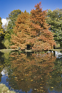 秋树在池塘中闪耀植物棕色绿色红色风景树叶黄色树干森林公园图片