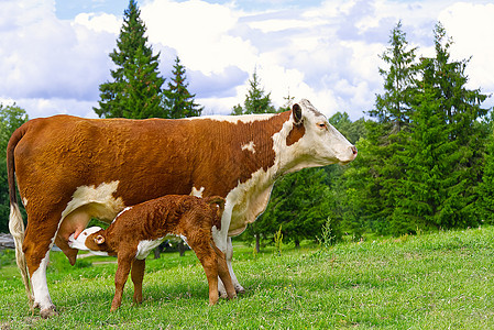 红牛没有角和新生小牛 在草原的绿草地上吃着图片